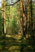 кировский лес