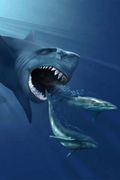 Стали известны причины нападения акул на туристов в Египте