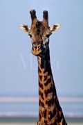 Нек-клаймбинг (восхождение на шеи жирафов) набирает популярность