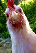 В России вывели породу куриц для вегетарианцев